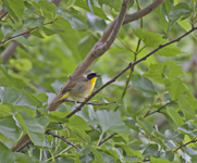 Common Yellow throat